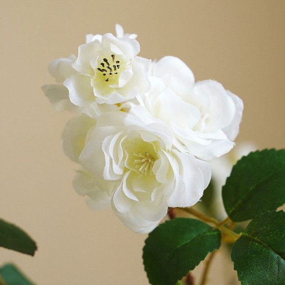 Bush rose branch, white